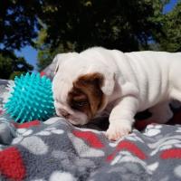 Health Tested English Bulldogs Available. image 4